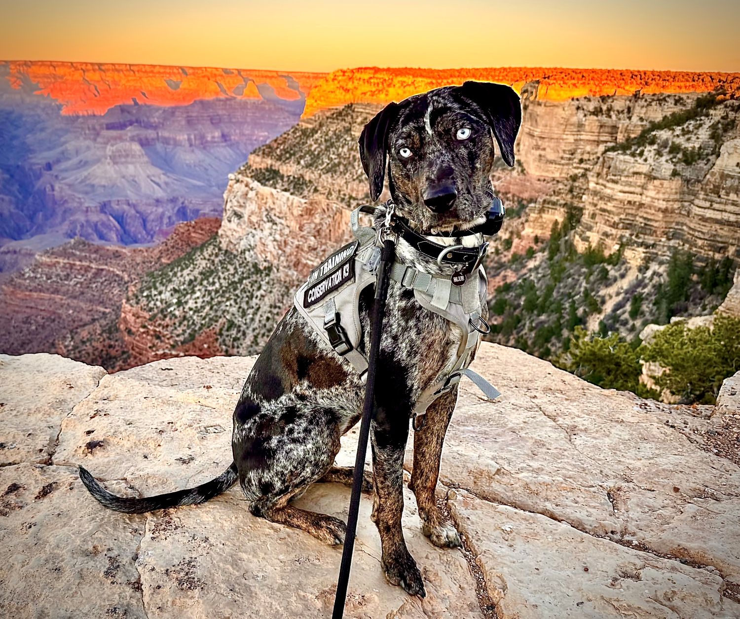 Arizona dog distances humans from Grand Canyon elk