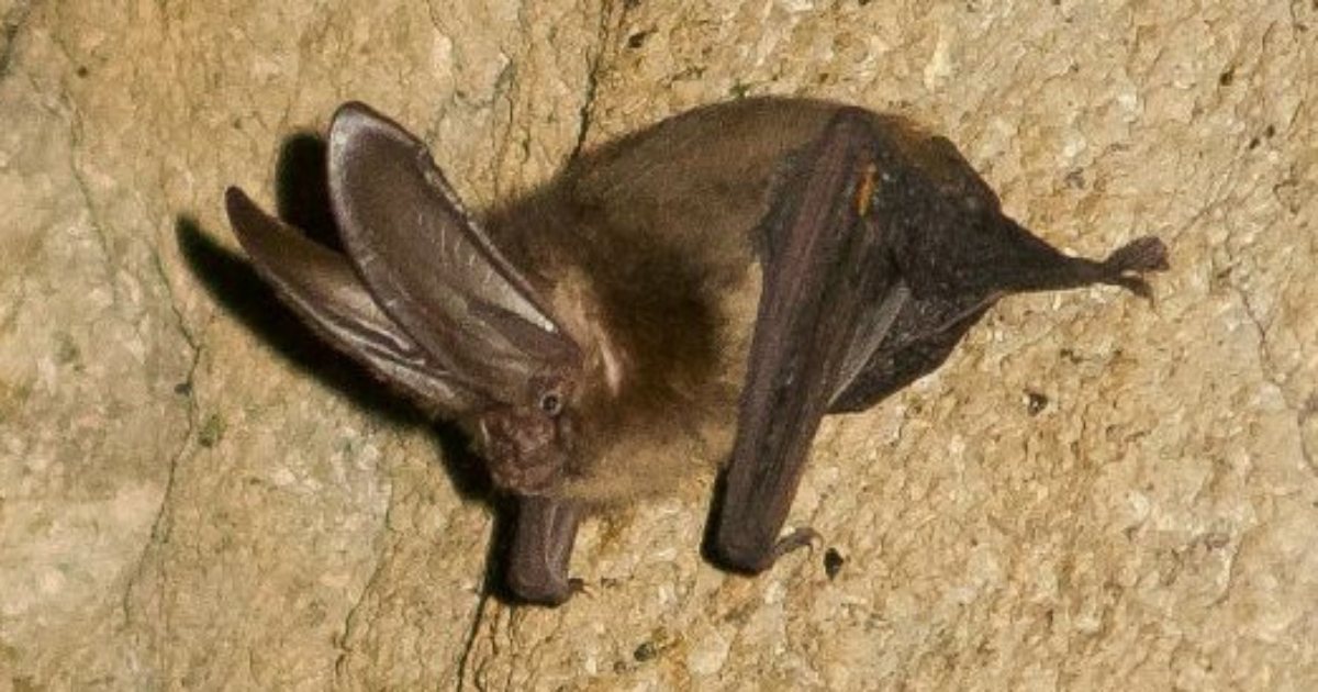 Bat Week: Spotlighting Oregon's nocturnal pest patrol